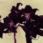flotre